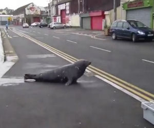 Una foca ogni giorno attraversa la strada per andare al ristorante