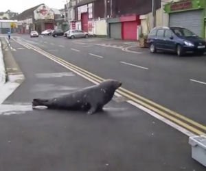 Una foca ogni giorno attraversa la strada per andare al ristorante