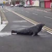 Una foca ogni giorno attraversa la strada per andare al ristorante