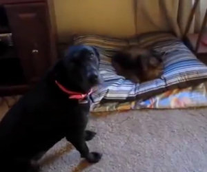 Gatti che rubano il letto dei cani