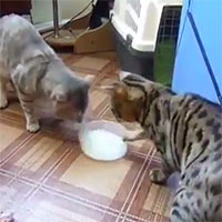 Due gatti e la ciotola del latte, una scenetta che vi farà ridere