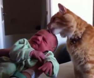 Gatti vedono bambini per la prima volta