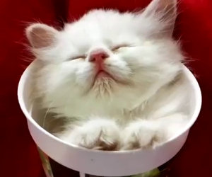 Gattino dorme dentro una tazza