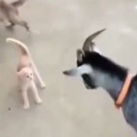 Un piccolo gattino coraggioso sfida una capretta che vuole attaccarlo