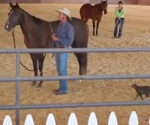 Gatto attacca un cavallo