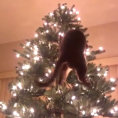 Niente di più divertente per un gatto che distruggere l'albero di Natale