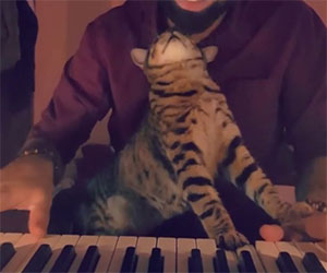 Ecco come questo gatto suona il pianoforte col suo padrone