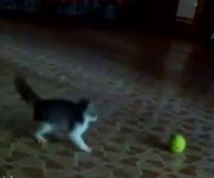 Il gattino entra nella stanza ed affronta una minacciosa palla da tennis