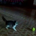 Il gattino entra nella stanza ed affronta una minacciosa palla da tennis
