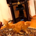 Questo gatto si terrorizza quando ascolta la canzone di Super Mario