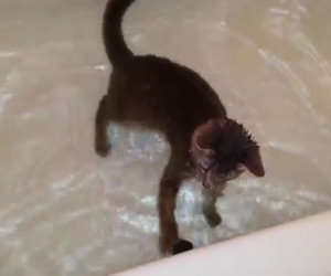 Il gatto che adora l'acqua