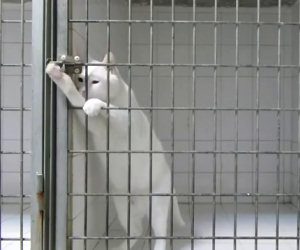 Il gatto Houdini apre qualunque gabbia