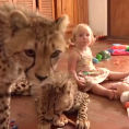Due piccoli ghepardi vengono adottati e giocano con i bambini