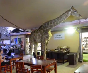 Giraffa si aggira per il ristorante