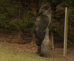 Questo gorilla è diventato famoso? Il motivo, guardatelo in questo video