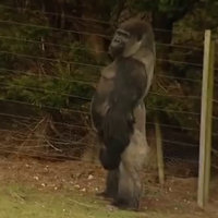 Questo gorilla è diventato famoso? Il motivo, guardatelo in questo video