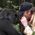Salvò un gorilla 5 anni fa, ecco come reagisce oggi rivedendolo