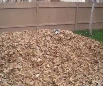Husky gioca con una montagna di foglie