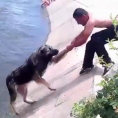 Ecco i dieci salvataggi di cani più incredibili di tutti i tempi