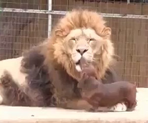 Il cane che bacia un leone