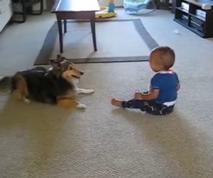 Il cane che gioca con un bambino