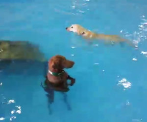 Il cane che non nuota