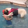 Il padrone insegna a nuotare al suo cane che ha paura dell'acqua