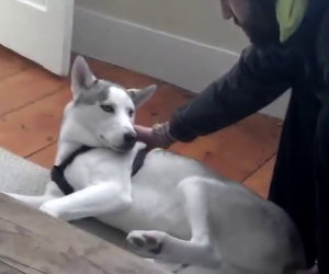 Dice al cane di entrare nel trasportino, lui risponde di no