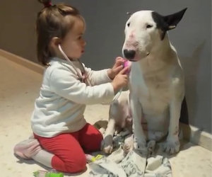 Ecco come questo cane si lascia visitare dalla bambina