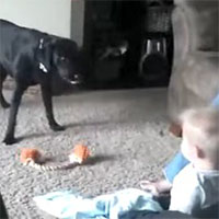 Il cane e questo bambino si divertono un mondo