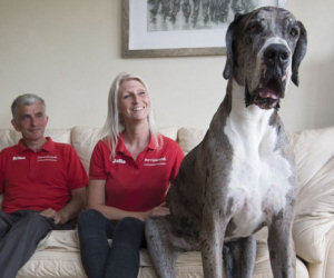 Volevano un cane grande ma la realtà ha superato le aspettative