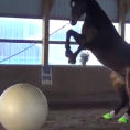 Mette una palla gigante davanti al cavallo, la sua reazione è buffa