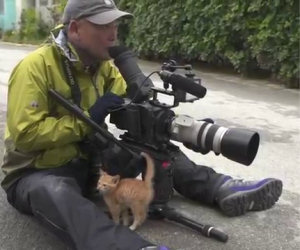 Il gattino si avvicina al fotografo, ciò che avviene dopo non ha prezzo