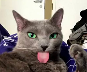 Il gatto di Miley Cyrus