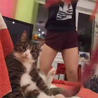 Questo gatto è sconvolto dal ballo della padrona su TikTok