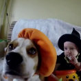 Cani e bambini giocano insieme in questa meravigliosa compilation