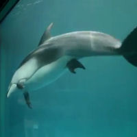 Il delfino nuota nervoso, ciò che sta per accadere è un vero miracolo