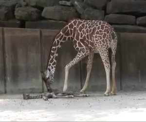 Il miracolo di mamma giraffa