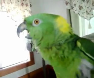 Inizia a filmare il suo pappagallo, ascoltate cosa dice poco dopo!