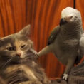 Il pappagallo vuole attenzioni dal suo amico, ecco come reagisce