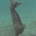 Un cavalluccio marino si ferma davanti ad un sub e partorisce
