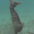 Un cavalluccio marino si ferma davanti ad un sub e partorisce