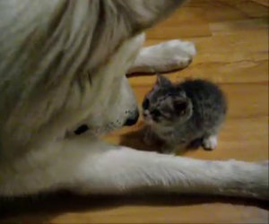Porta a casa un minuscolo gattino, ecco come reagisce il cane