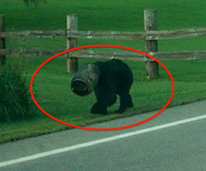 Un orso ha la testa incastrata, qualcuno trova il coraggio di agire