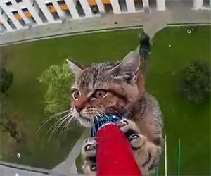 Il gattino è in una brutta situazione, ecco cosa fanno per salvarlo