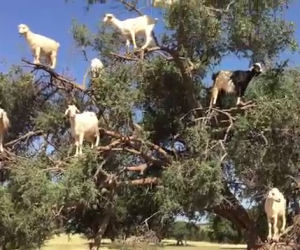 Ecco come queste capre riescono ad arrampicarsi sugli alberi