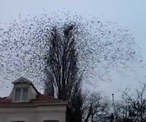 Impressionante stormo di uccelli