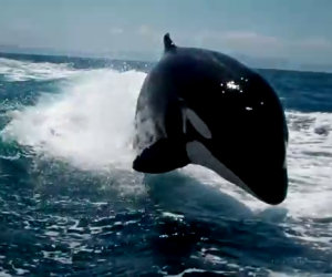 Incontro ravvicinato con le orche marine
