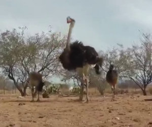 Emu alle prese con un giocattolo, la loro reazione è esilarante