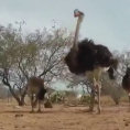 Emu alle prese con un giocattolo, la loro reazione è esilarante